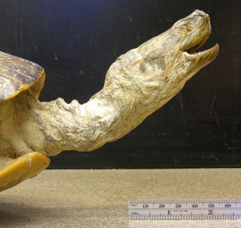 Media type: image; Herpetology R-55122